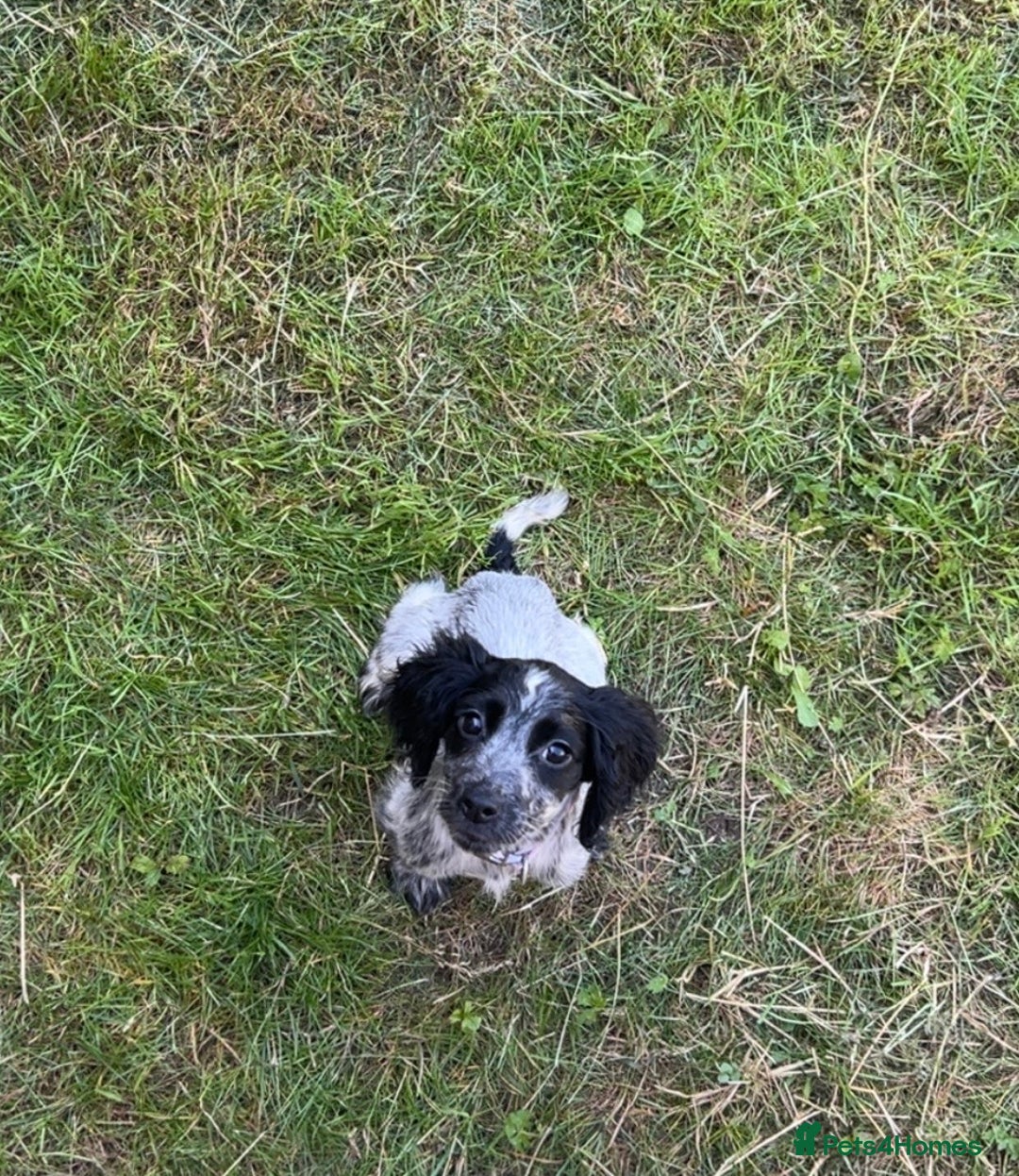 Sprocker dogs for sale: sprocker Pups  - Image 1