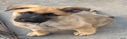 German Shepherd dogs for sale: German Shepherd pup - Advert 3