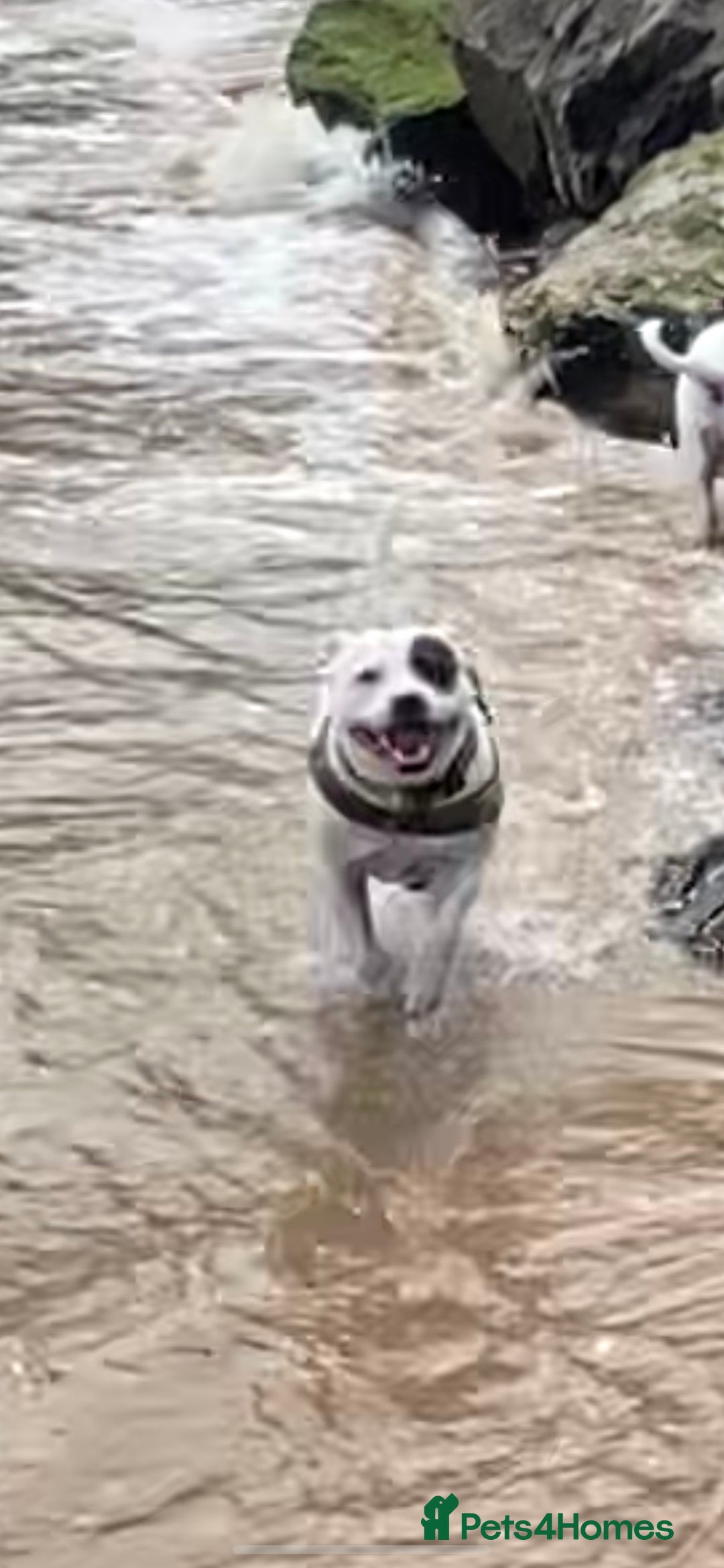 Staffordshire Bull Terrier dogs for stud: White Male Staffy for Stud (Free) - Image 12