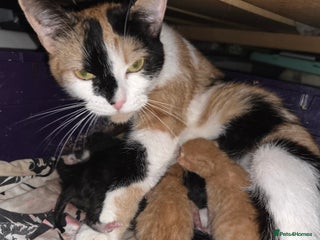 Mixed Breed cats 4 kittens - Advert 1