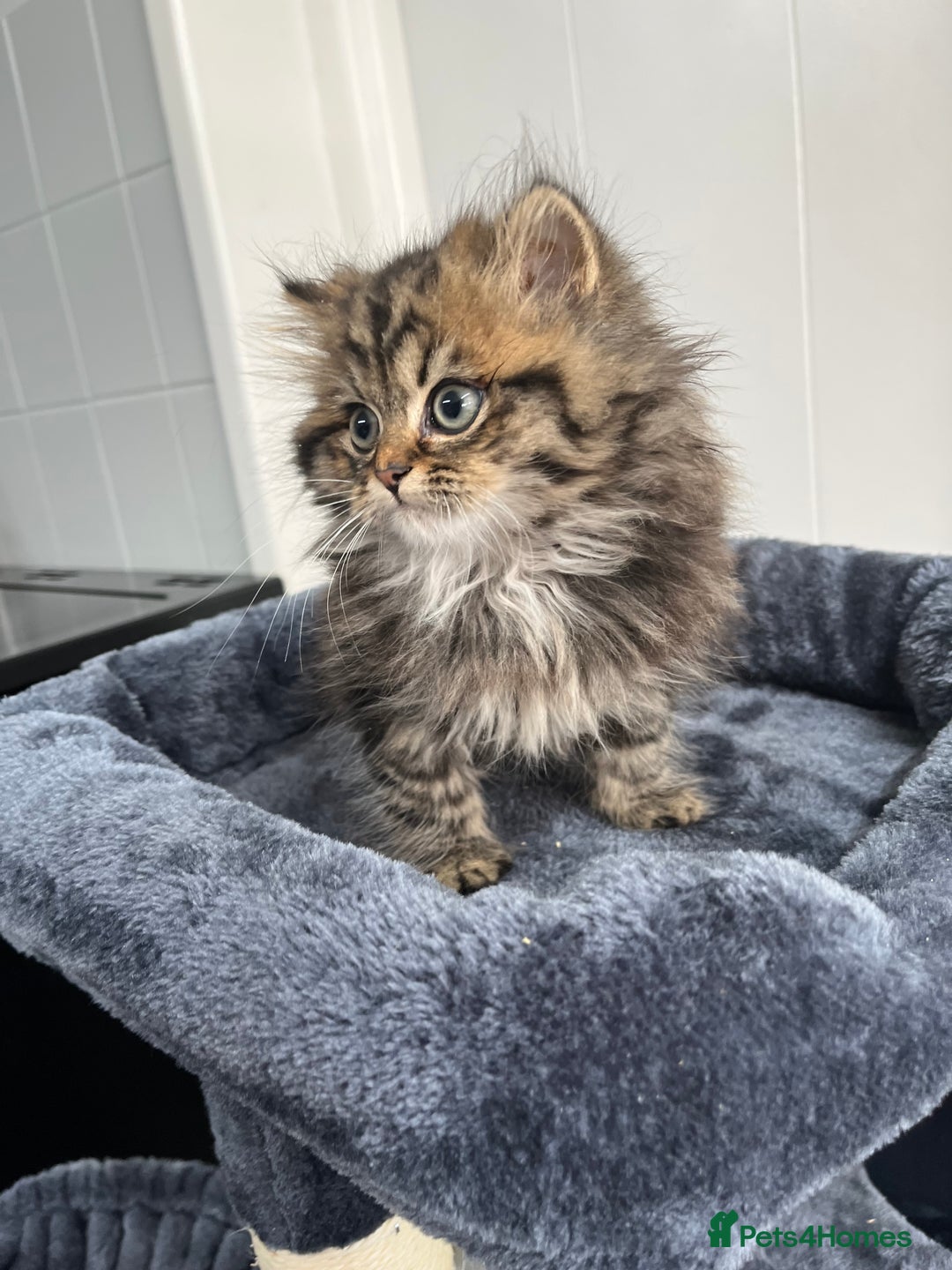 Turkish Angora cats for sale: Stunning Turkish Angora x Persian kittens  - Image 4