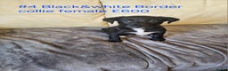 Border Collie dogs for sale: Blue merle&black&white puppies for sale  - Advert 6