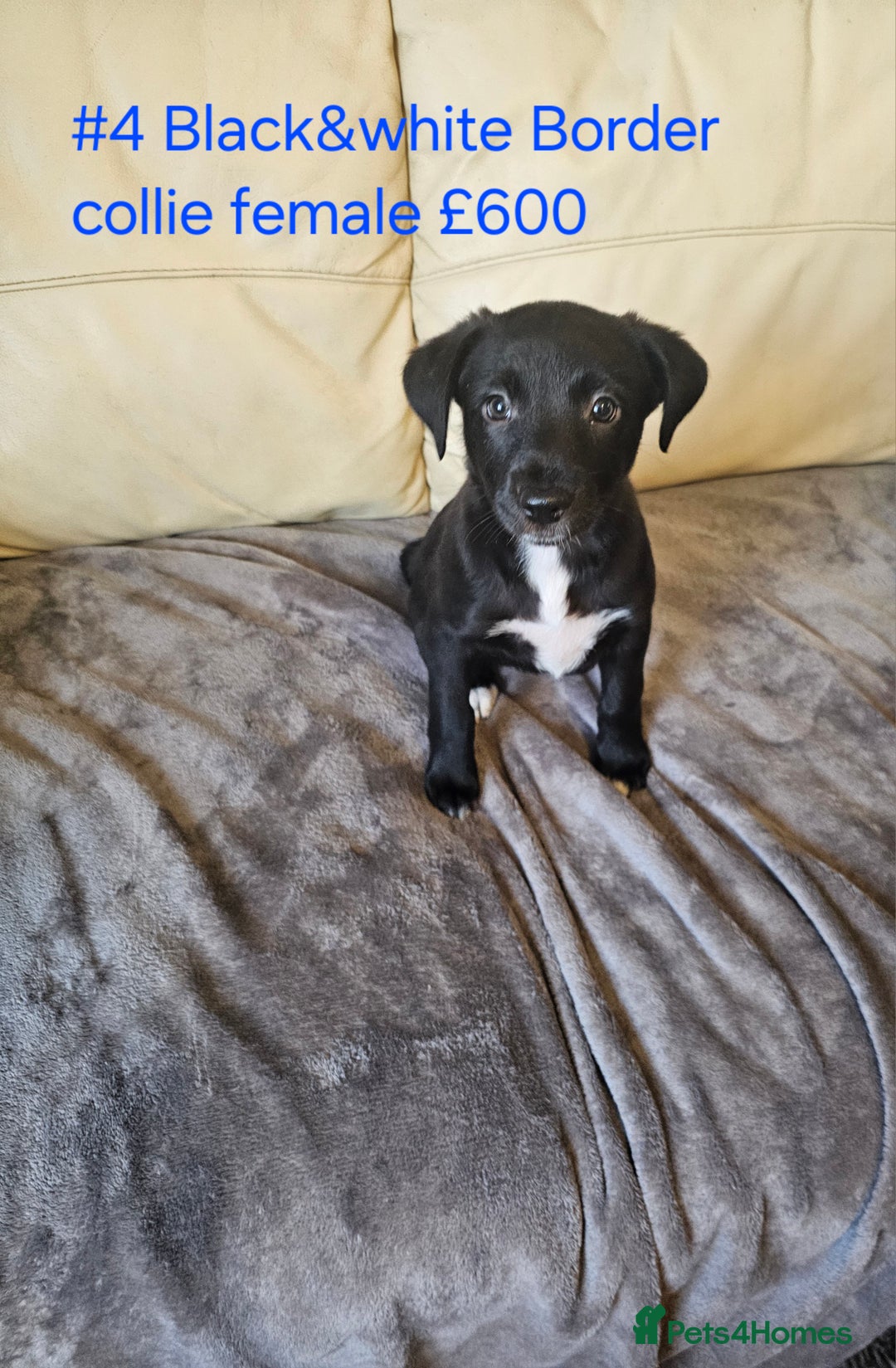 Border Collie dogs for sale: Blue merle&black&white puppies for sale  - Advert 6