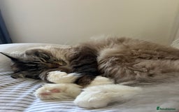 Ragdoll cats for sale: Male 6 year old Tabby Lynx Ragdoll cat - Image 5