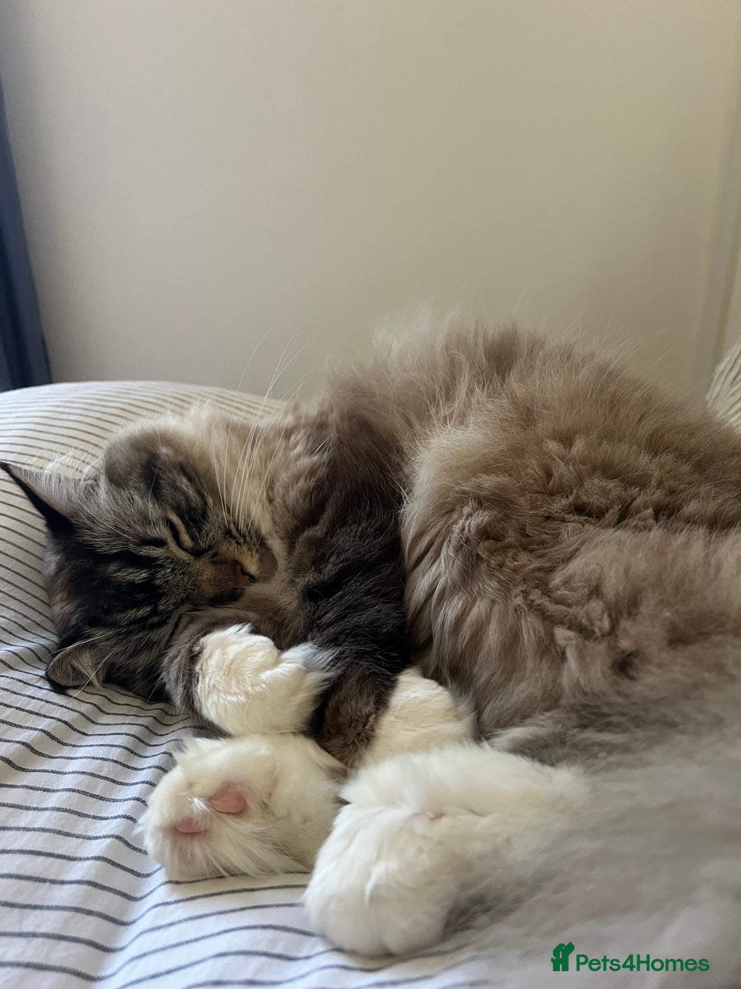 Ragdoll cats for sale: Male 6 year old Tabby Lynx Ragdoll cat - Image 5