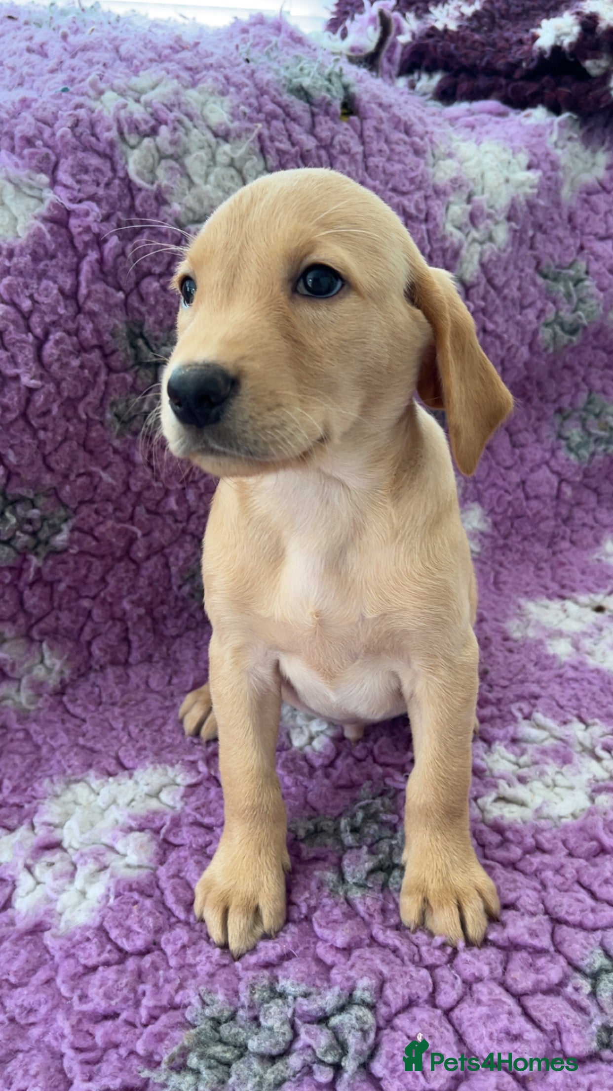 Labrador Retriever dogs KC Reg Labradors from Fully Health tested parents - Advert 2