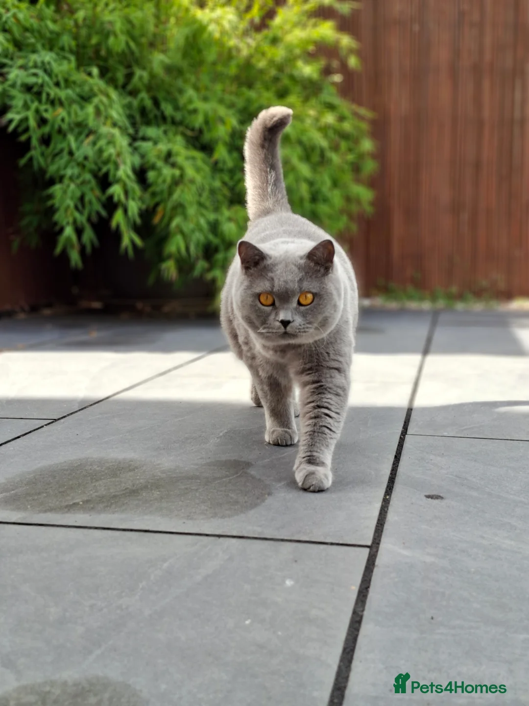 British Shorthair cats for sale: Chilled Fluffy Sleepy Cloud Boy 3yrs old - Advert 3
