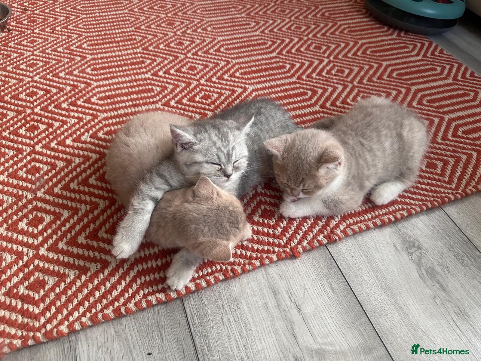 British Shorthair cats ​Rare Female BSH Kittens: Pedigree Parents Only  - Advert 2