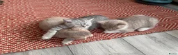 British Shorthair cats for sale: ​Rare Female BSH Kittens: Pedigree Parents Only  - Advert 3