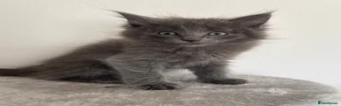 Maine Coon 1