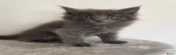 Mixed Breed cats for sale: Maine coon x ragdoll kittens - READY this weekend  - Advert 18
