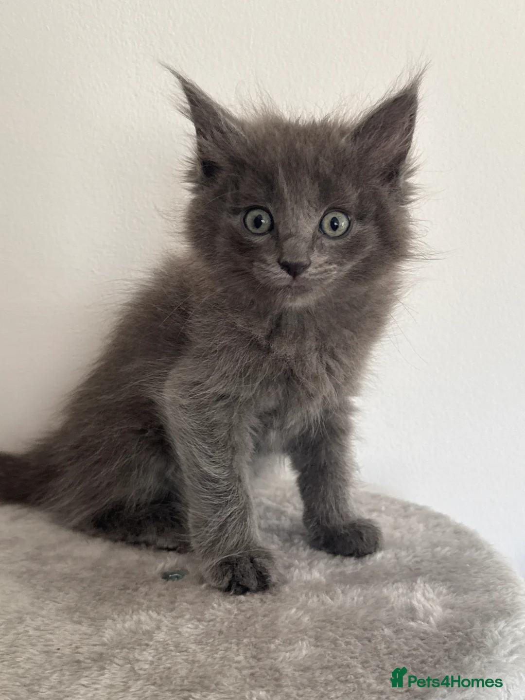 Mixed Breed cats for sale: Maine coon x ragdoll kittens - READY this weekend  - Advert 18