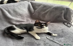 Mixed Breed cats for sale: Pixie - 6yrs old -Maine Coon X - Image 4