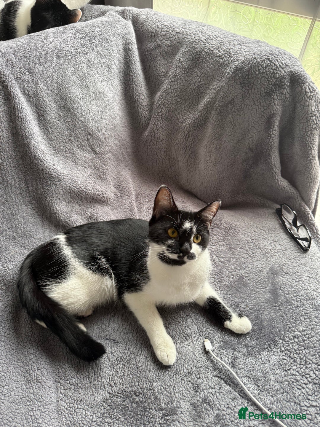 Mixed Breed cats for sale: Pixie - 6yrs old -Maine Coon X - Image 4