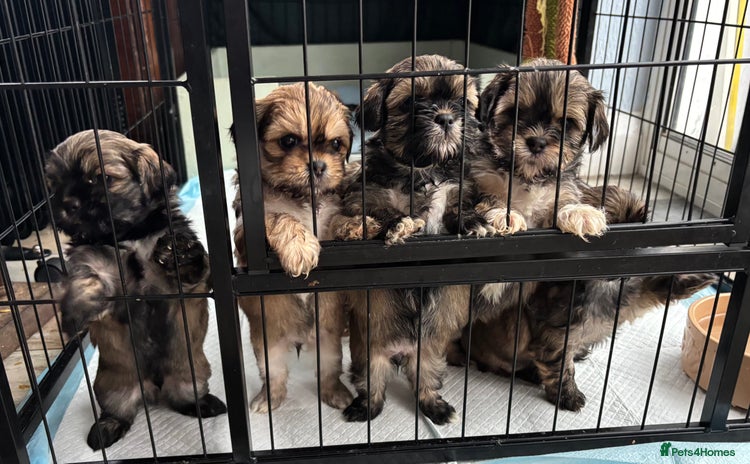 Shih Tzu dogs - Advert 1