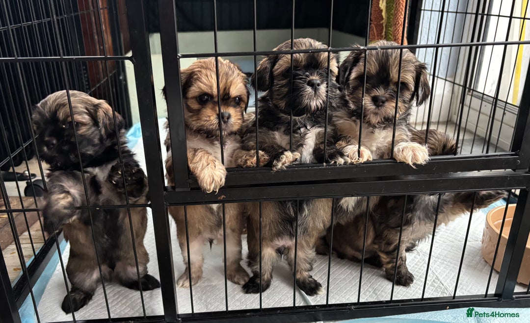 Shih Tzu dogs for sale: Beautiful Shih Tzu puppies - Image 1