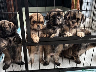 Shih Tzu dogs - Advert 4