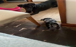 Mixed Breed dogs for sale: Aussie shepherd/staffy - Advert 36