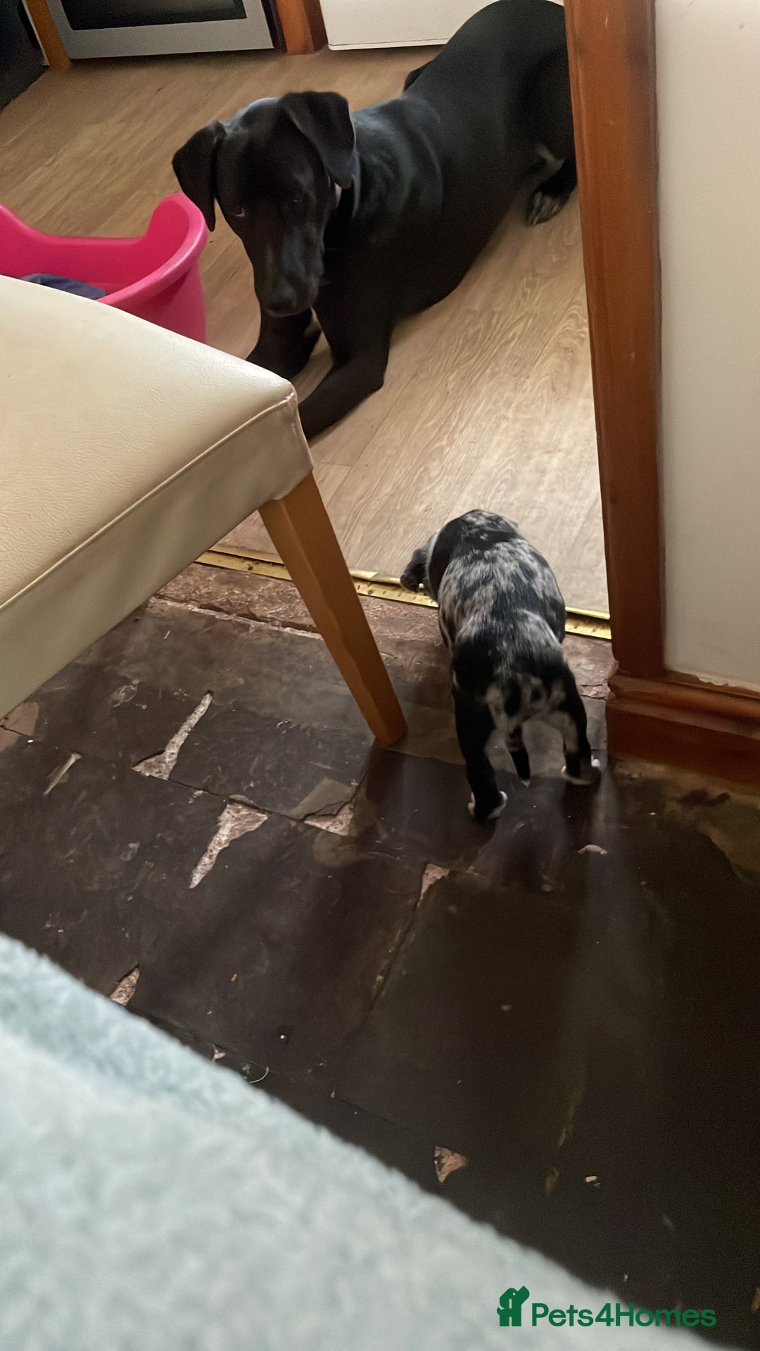 Mixed Breed dogs for sale: Aussie shepherd/staffy - Advert 36