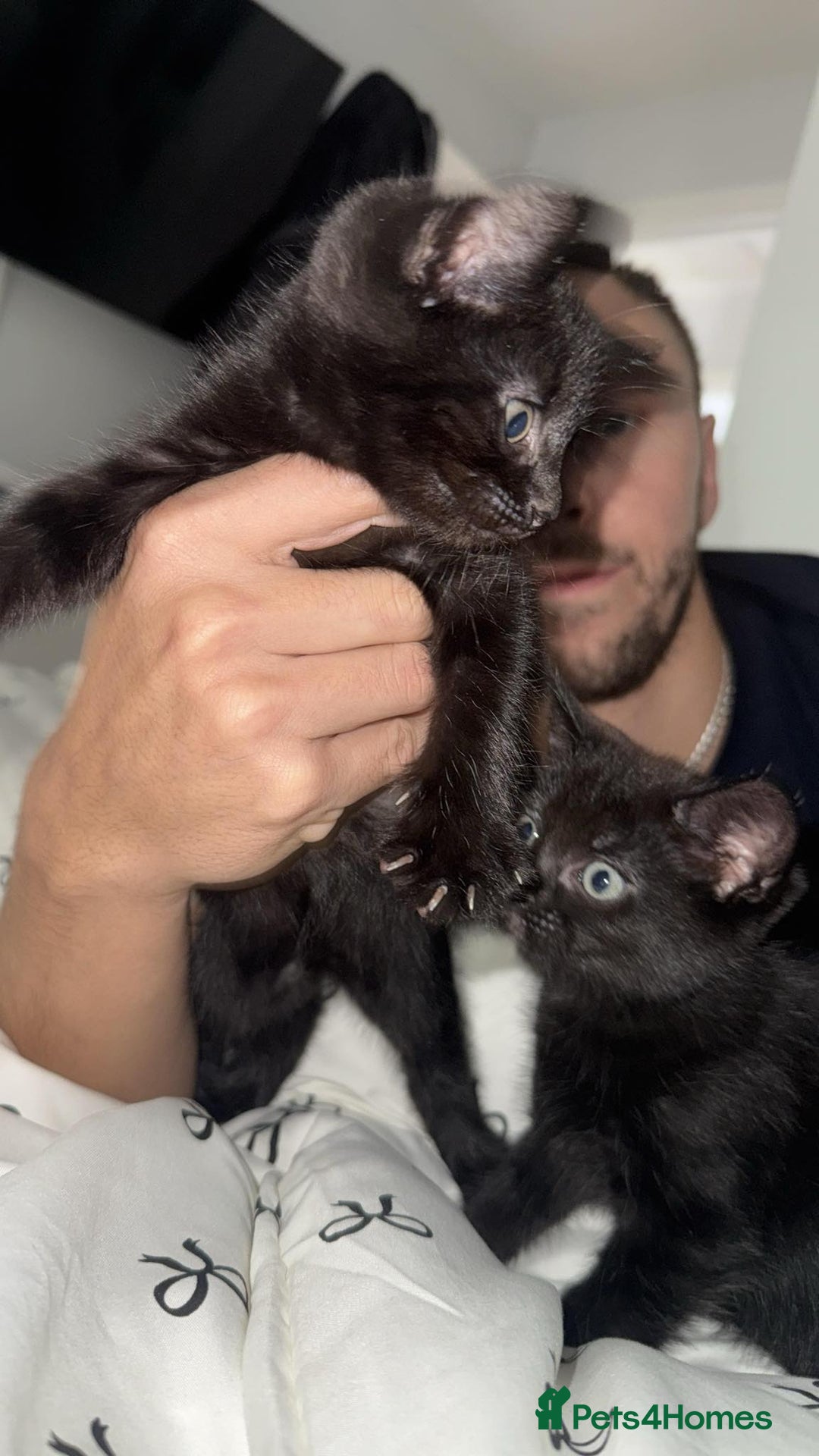 Domestic Shorthair cats for sale: 3 identical black boys - Image 1