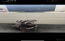 American Bull Staffy dogs for sale: Female staffy - Image 5