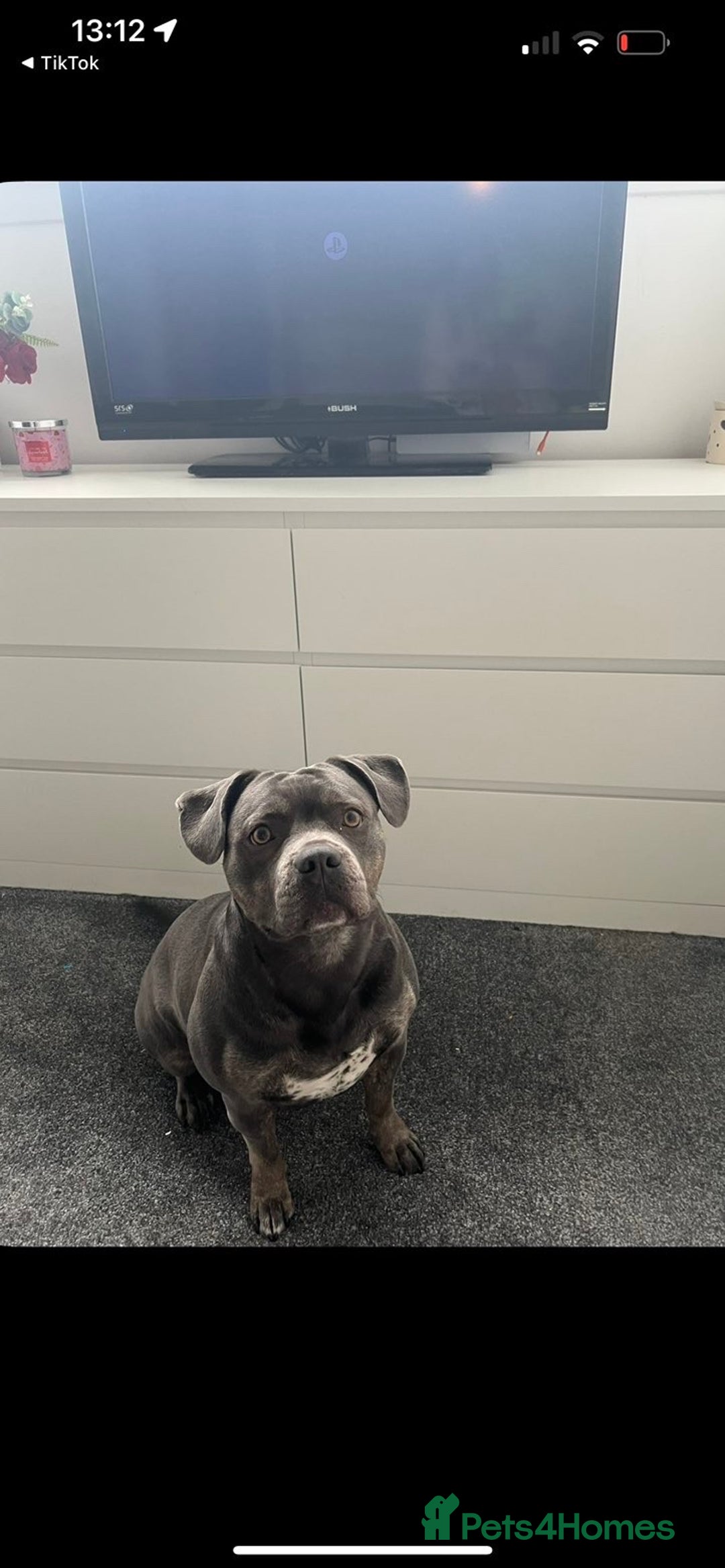 American Bull Staffy dogs for sale: Female staffy - Image 5
