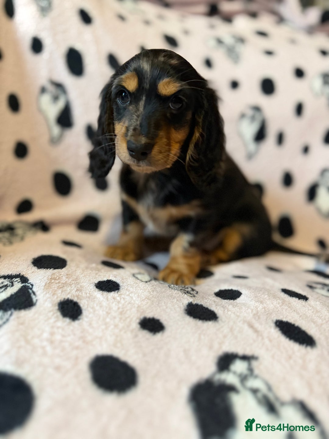 Miniature Dachshund dogs for sale: Beautiful KC silver dapple longhair miniature girl - Advert 31