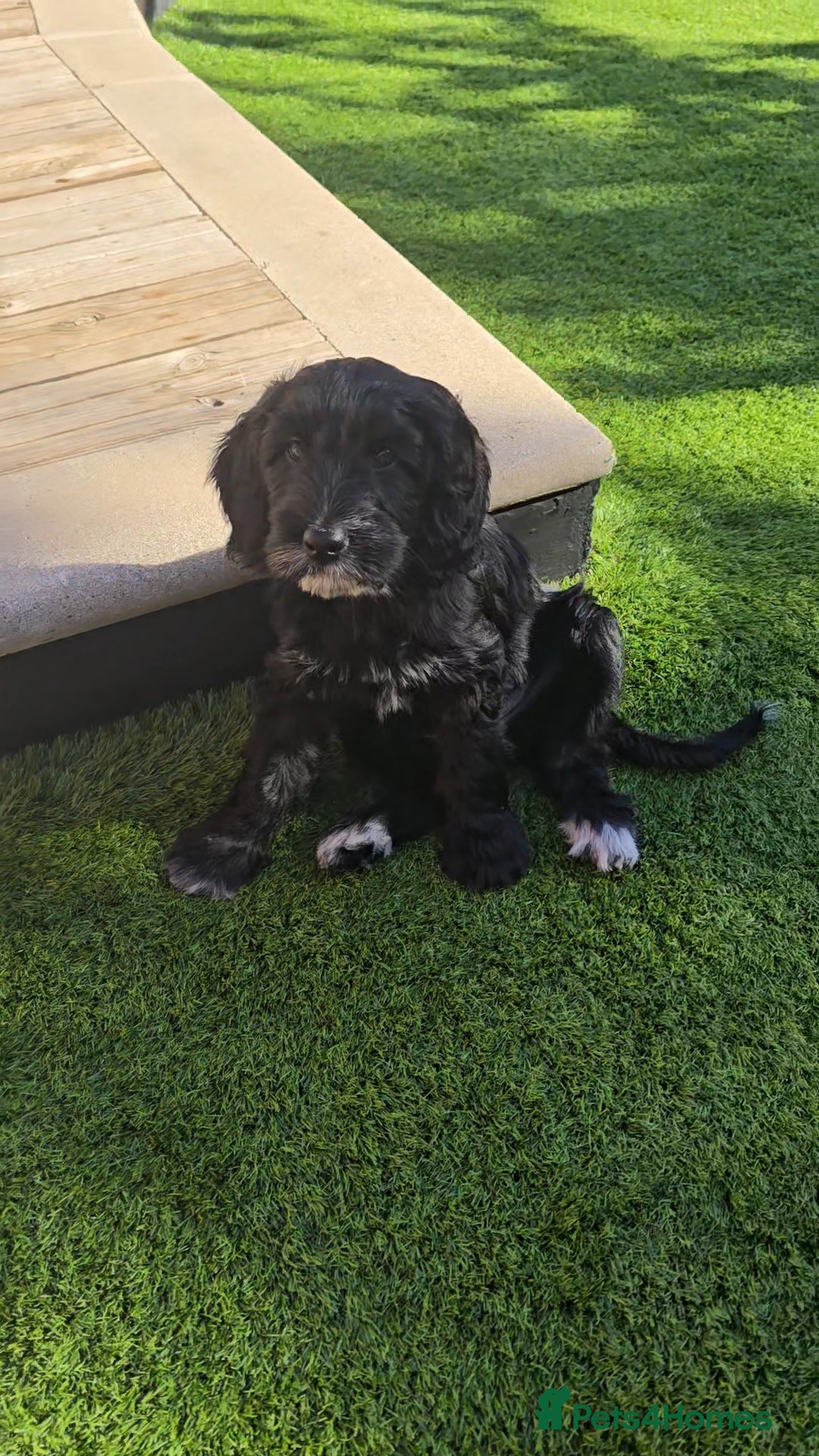 Cockapoo dogs 1 Gorgeous Black Cockapoo Puppy - Family Raised - Advert 1