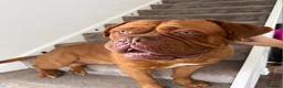 Mixed Breed dogs for sale: Dogue de bordeaux / Doberman  - Advert 12