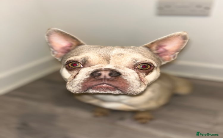 French Bulldog dogs - Advert 5