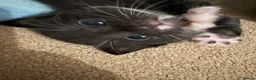 British Shorthair cats for sale: Black and white kittens  in Hitchin - Advert 6