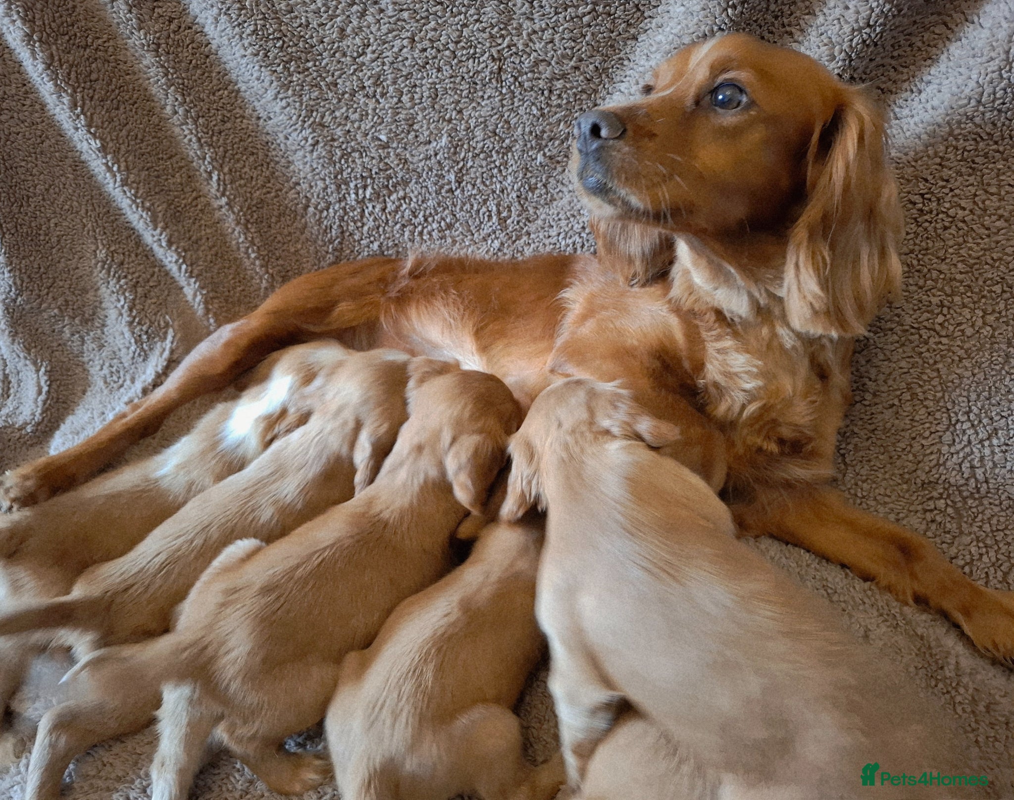 Cocker Spaniel dogs Beautiful litter of 7 Pedigree Cocker Spaniels - Advert 2