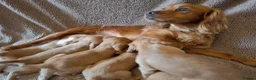 Cocker Spaniel dogs for sale: Beautiful litter of 7 Pedigree Cocker Spaniels in Doncaster - Advert 8