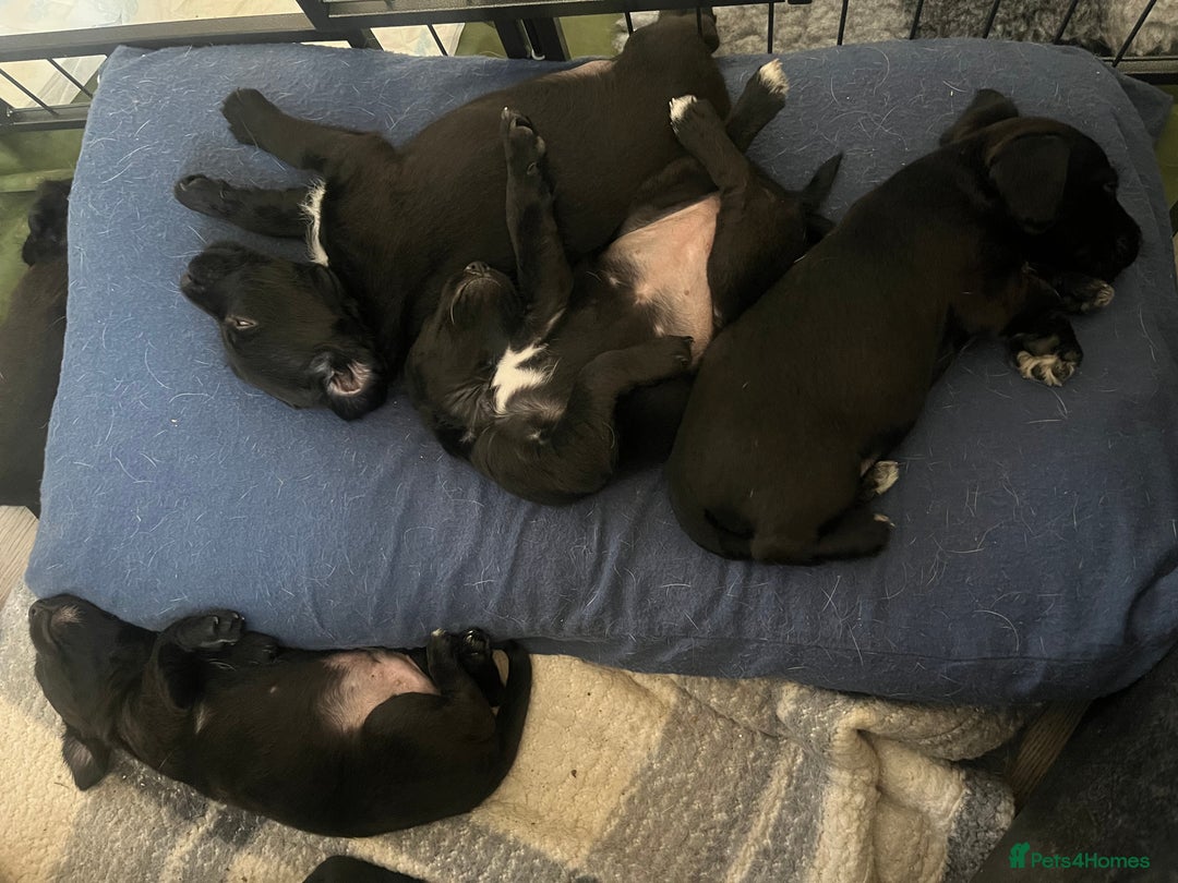 Patterjack dogs for sale: Gorgeous/ Patterjack x Patterdale pups ♥️ - Image 4