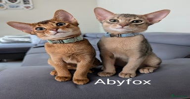 Abyssinian cats in Ruislip - Advert 12