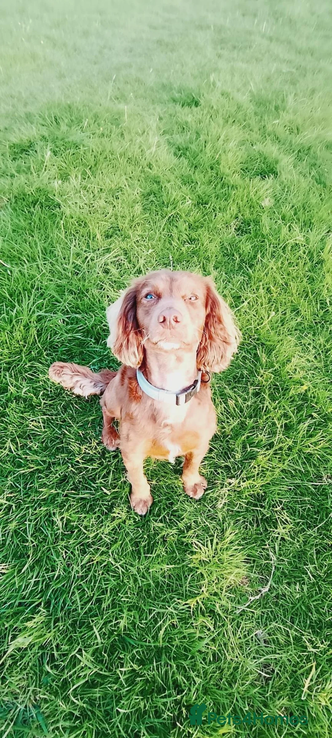 Cocker Spaniel dogs for sale: Lovely three year old cocker spaniel  - Advert 2