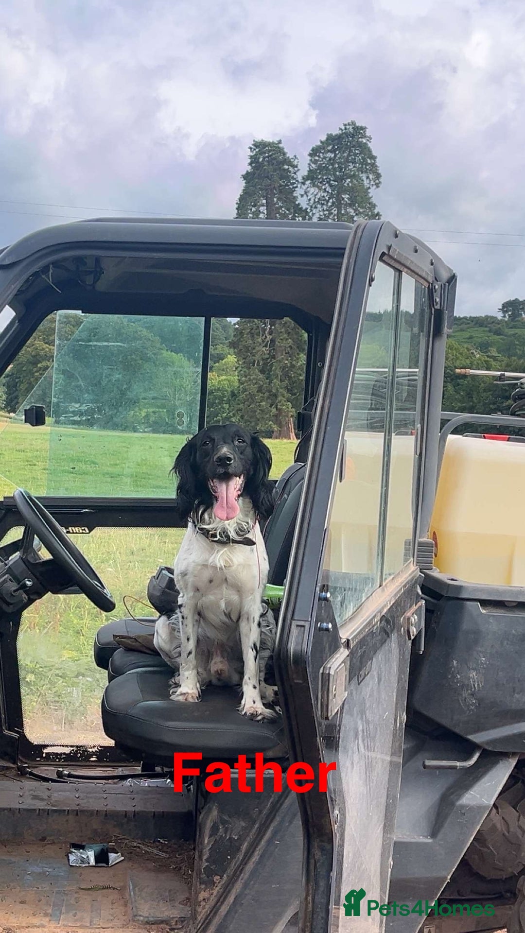 English Springer Spaniel dogs for sale: Kc registered English springer spaniel  - Image 12