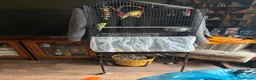 Mixed Breed rodents for sale: Large Tall Bird Cage w/ Rolling Stand &Accessories in Basildon - Advert 1