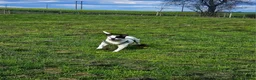 American Bulldog dogs for sale: 7year old American Bulldog  in Sheffield - Advert 4