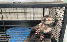 Ferret rodents for sale: Ferret Kits - Ready to Go - Image 3