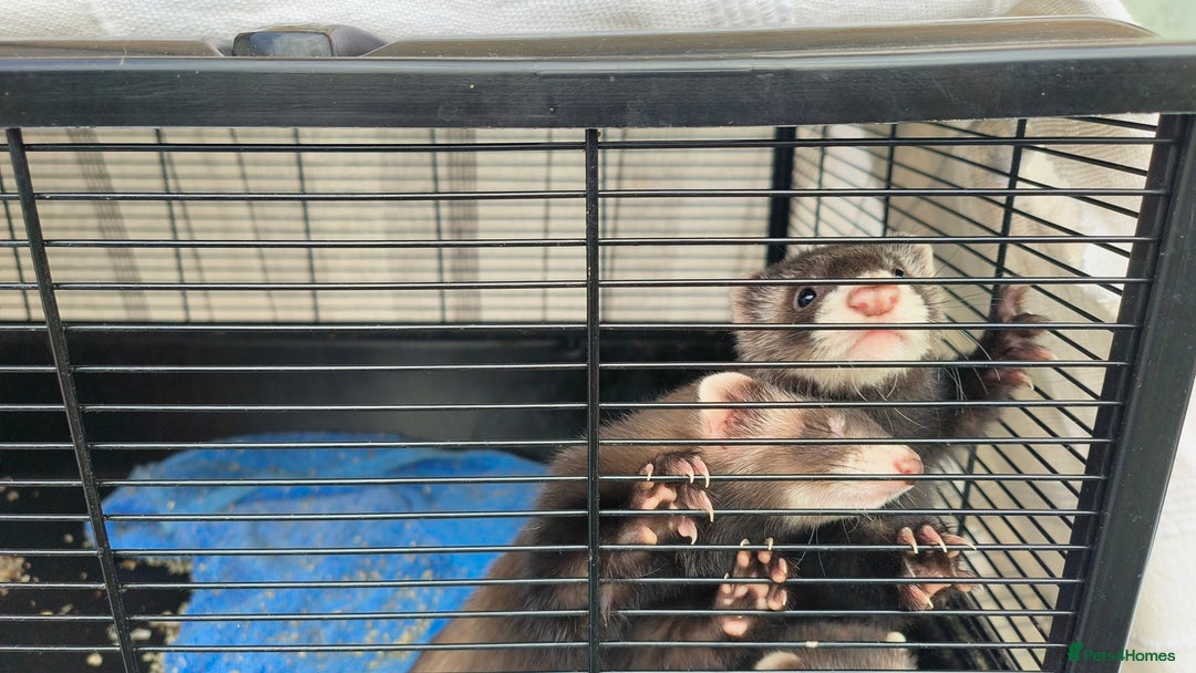 Ferret rodents for sale: Ferret Kits - Ready to Go - Image 3