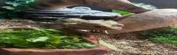 Bearded Dragon reptiles for sale: Bearded Dragon for sale - Advert 3
