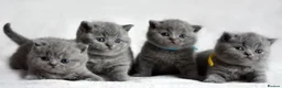 British Shorthair cats for stud: STUNNING GCCF REGISTERED PROVEN STUD - Advert 2