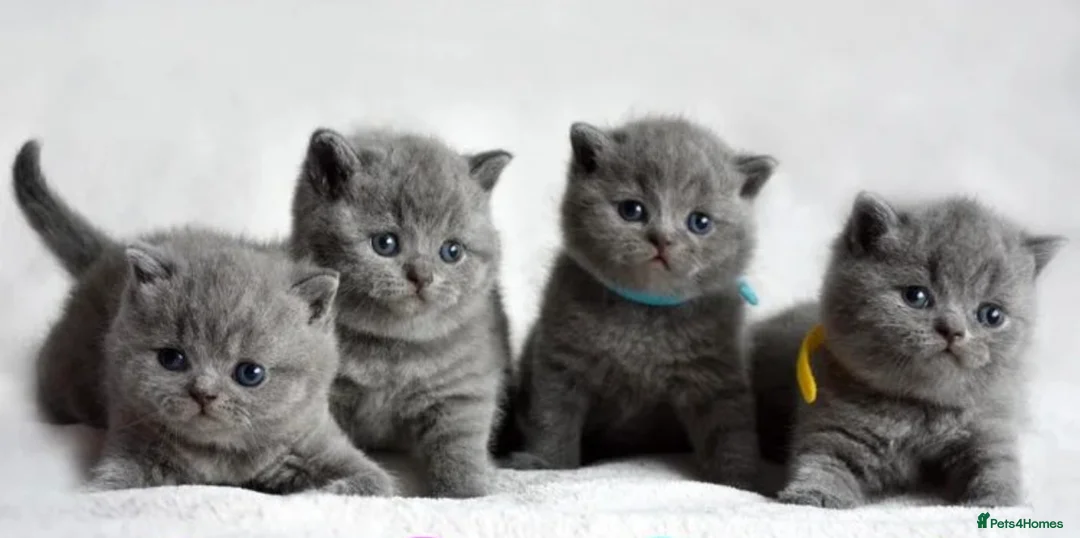 British Shorthair cats for stud: STUNNING GCCF REGISTERED PROVEN STUD - Advert 2
