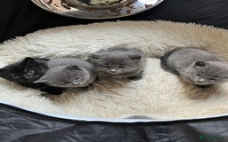 Russian Blue cats for sale: One male Russian blue kitten  - Image 3