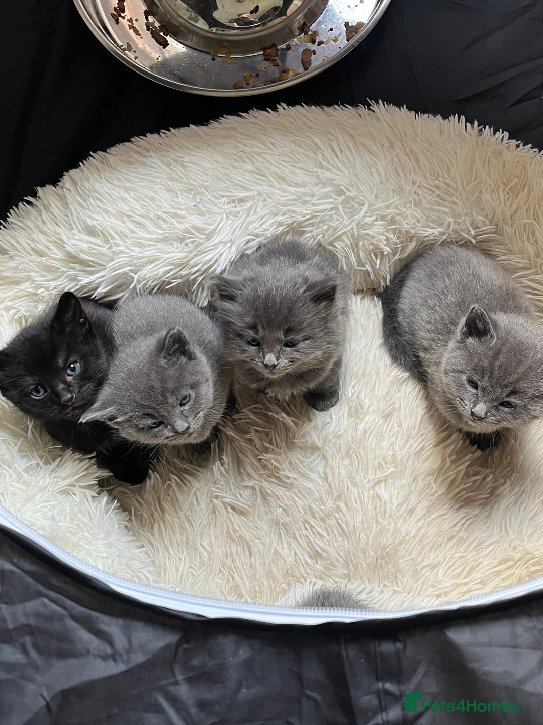 Russian Blue cats for sale: One male Russian blue kitten  - Image 3