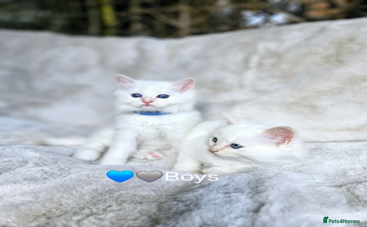 Ragdoll cats - Advert 1