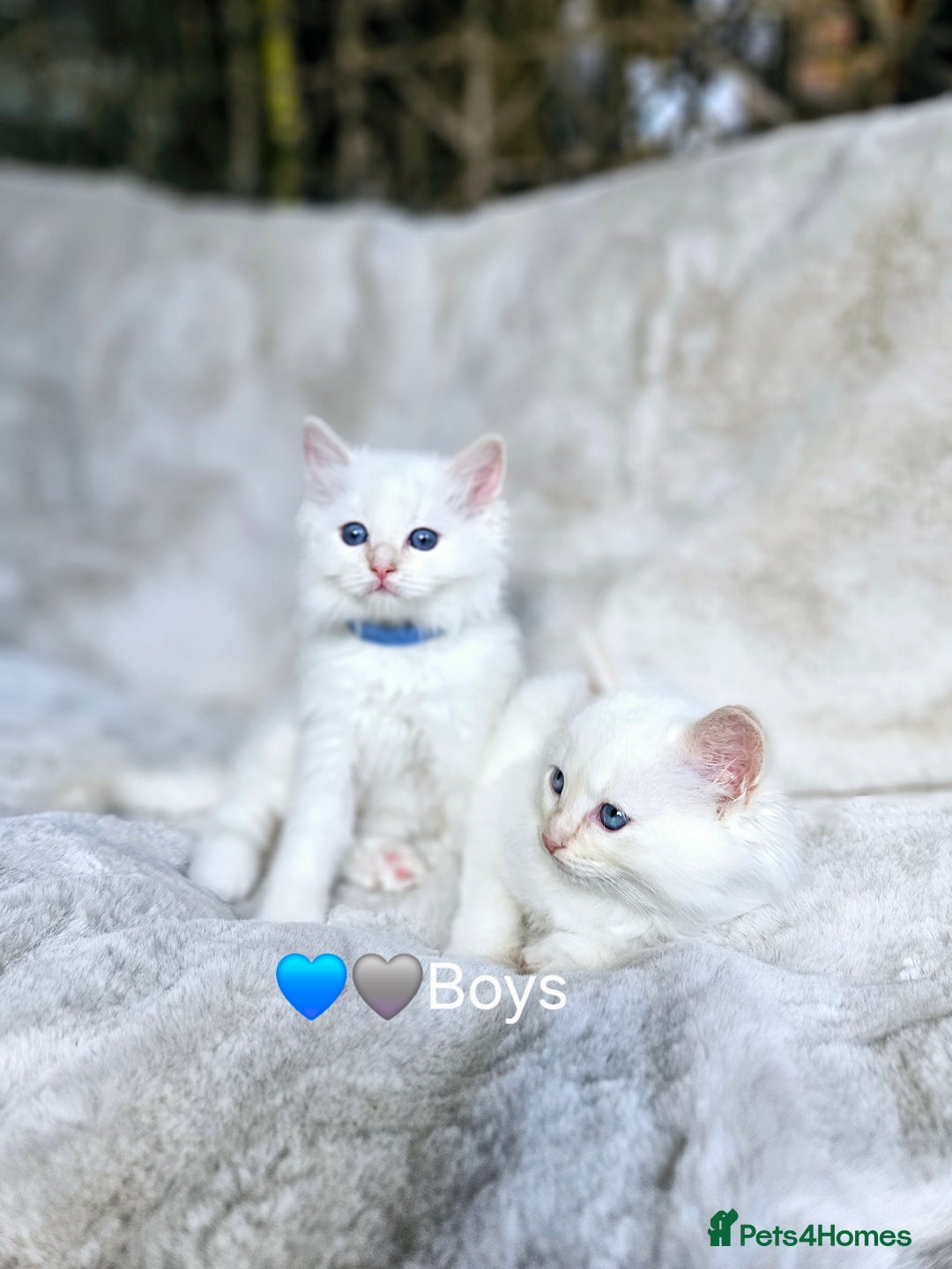 Ragdoll cats for sale: Pure Ragdoll Kittens - Image 1