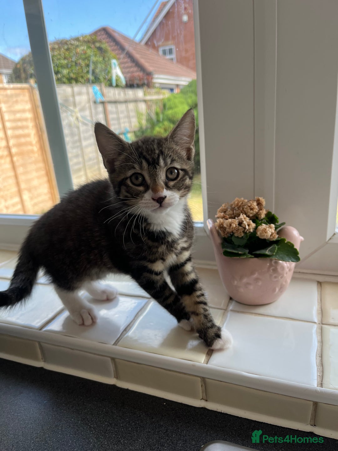 Mixed Breed cats for sale: 1 x Stunning Beautiful Girl Kitten Ready NOW - Image 3