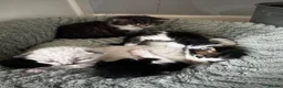 Mixed Breed cats for sale: Gorgeous Mixed Kittens For Sale - Advert 9